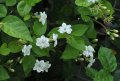 Jasmin sambac - Jasminum sambac - Parfume le thé le riz et autres